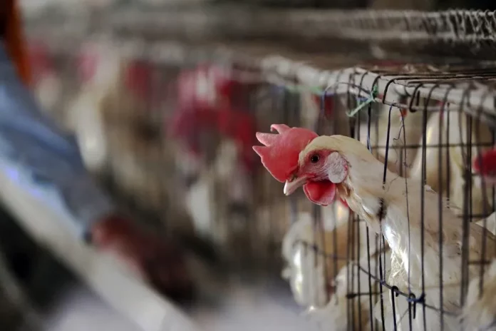 FOTOGRAFÍA. CALCUTA (INDIA), 08 DE JUNIO DE 2024. Una gallina en una granja de la India.La Organización Mundial de la Salud (OMS) confirmó el primer caso humano de la gripe aviar, anunciado ya por las autoridades australianas el mes pasado, en una niña de dos años que había viajado a la India. Efe